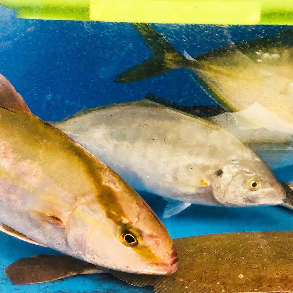 生け簀の鮮魚｜和食・旬菜 彩華